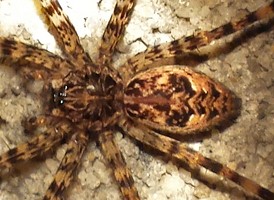 Dolomedes tenebrosus